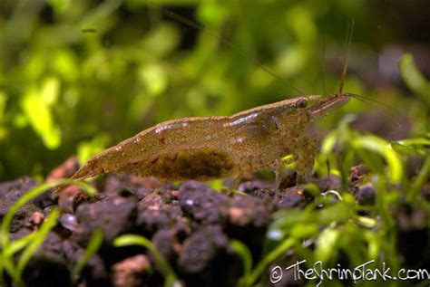 Wild Type Neocaridina