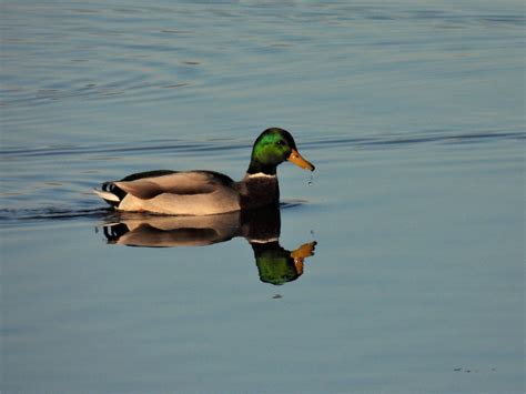 eBird Checklist - 30 Oct 2022 - Berge Camille-Barbe - 6 species