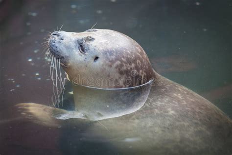 Baby seal pup stock photo. Image of water, gray, nature - 25931364