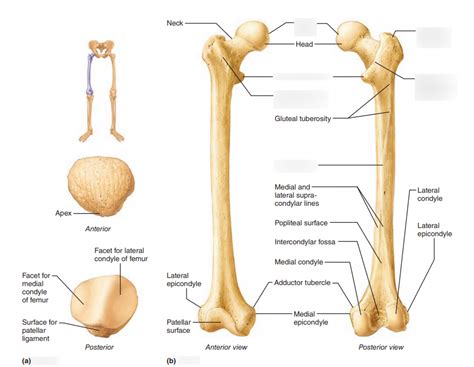 Patella Bone Diagram