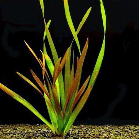 Vallisneria Contortionist Aquarium Plant | Arizona Aquatic Gardens