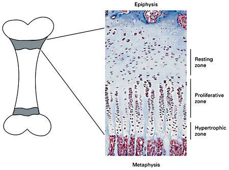 Histology of the growth plate. The growth plate is a thin cartilage ...