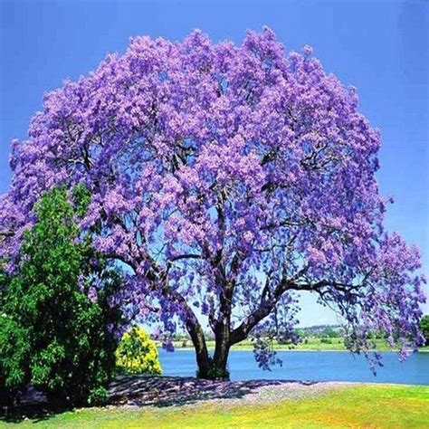 Blue Jacaranda Tree Seeds jacaranda Mimosifolia 30seeds - Etsy ...