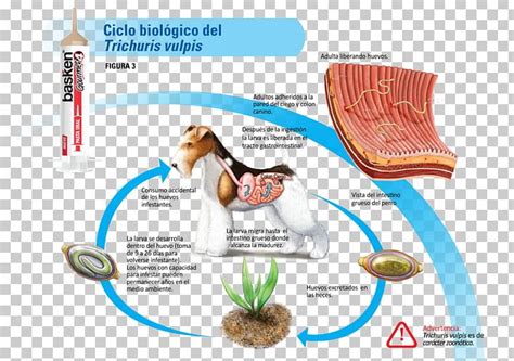 Whipworm Life Cycle