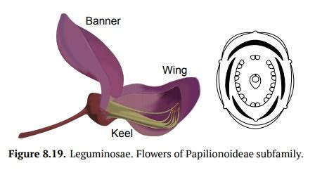 Leguminosae, or Fabaceae - legume family