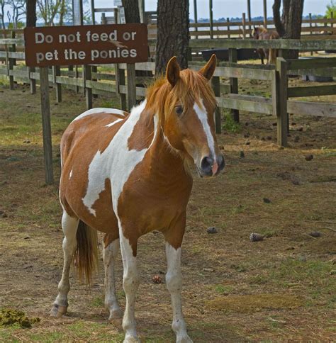 Chincoteague Island Pony | Horses, Chincoteague ponies, Pony