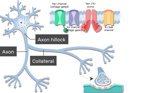 Axons