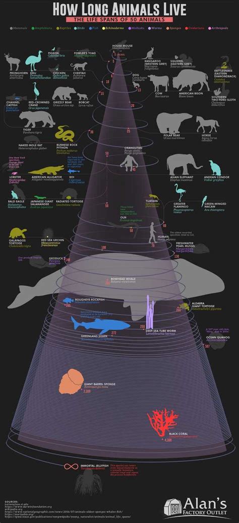 Lifespan of almost every animal in one easy chart. : r/coolguides