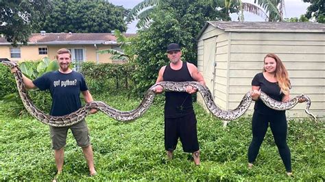 Record-Breaking Burmese Python Removed From The Wild By Pair In Florida