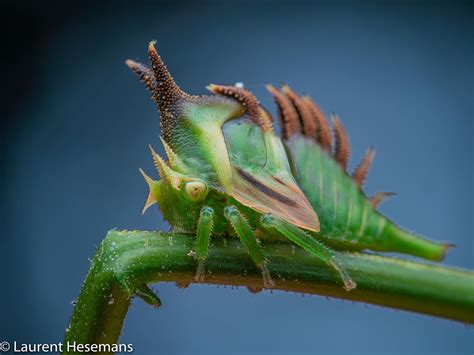 Treehopper nymph on Behance