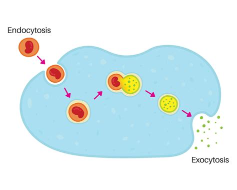 Endocytosis and Exocytosis. 21981964 Vector Art at Vecteezy