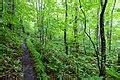 Category:Trails near Oirase Mountain Stream - Wikimedia Commons