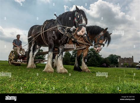 A pair of Heavy Horses working the land with vintage farm machinery Stock Photo, Royalty Free ...