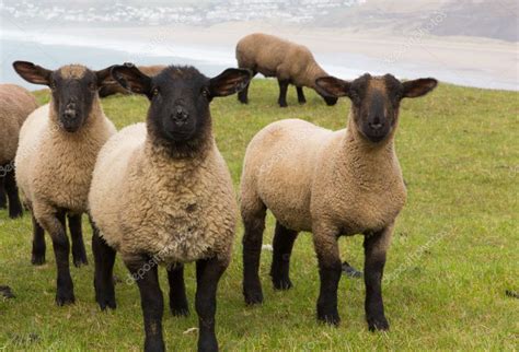 Sheep with black face and legs — Stock Photo © acceleratorhams #24082355