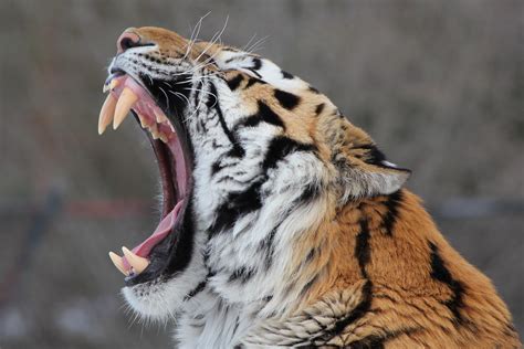 The impressive teeth of a Siberian Tiger | At the Toronto Zo… | Karim ...