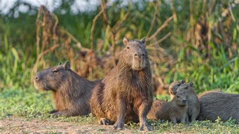 Capybara: Meet the World’s Largest Rodent