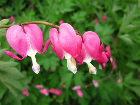 Bleeding hearts....my son gave me this plant almost 20 years ago | Colorful garden, Flower ...