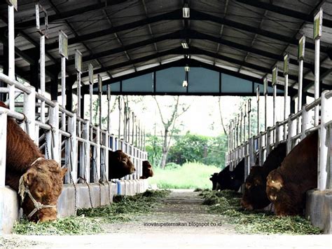 Halaman Unduh untuk file Desain Kandang Sapi Potong yang ke 1