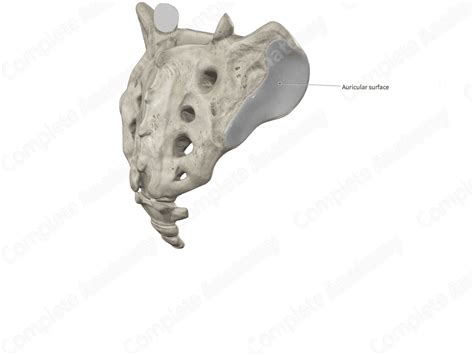 Auricular Surface of Sacrum | Complete Anatomy