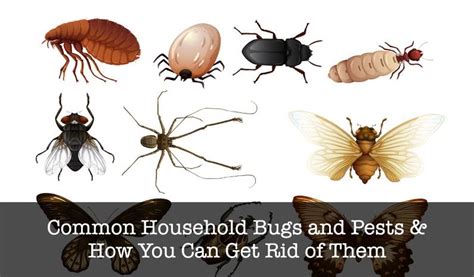 Unwanted Roommates: The 7 Most Common Household Bugs in Australia | Safeguard Pest Control