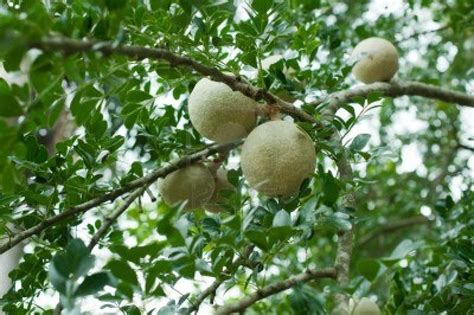 Wood Apple – fruit from Peacock Ayurveda Garden | Ayurveda Sri Lanka Panchakarma treatments ...