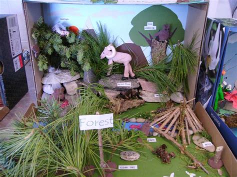 48 best images about Woodland Forest Diorama Project 2nd grade on Pinterest | Types of forests ...