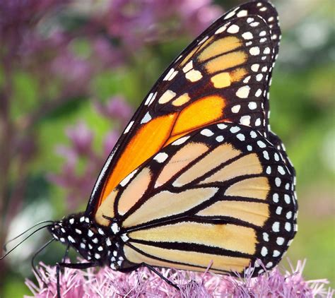 Butterfly Types and Identification Guide to 21 Butterfly Species | HubPages