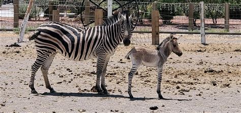 Rare zonkey born at Western Elite