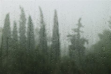 Rainy day window & trees stock photo. Image of droplet - 5472870