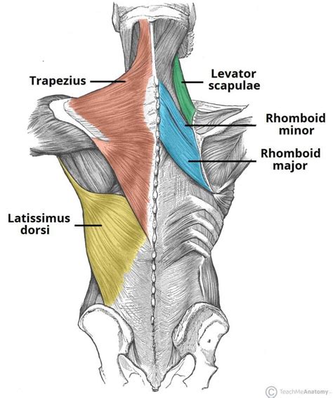 The Superficial Back Muscles - Attachments - Actions - TeachMeAnatomy