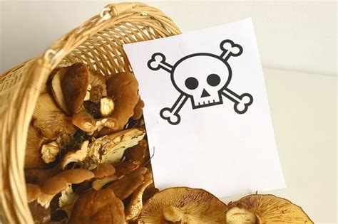 10 Poisonous Mushrooms in Texas: A Guide to Protect Yourself