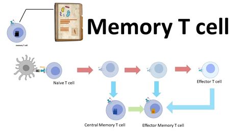 Memory T cell - YouTube