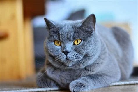 A Fun Collection Of Facts About The Russian Blue Cat Breed - Cole & Marmalade