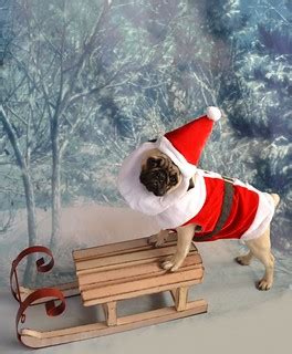 Christmas Santa Pug | Boo Lefou dressed as Santa. I would li… | Flickr