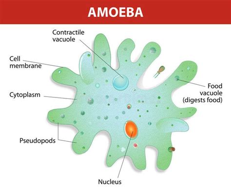 Structure of an amoeba proteus. Amoeba unicellular animal with ...