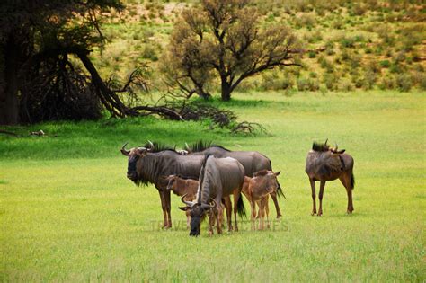 travel4pictures | herd of blue wildebeest, KTP 2011