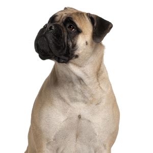 Bullmastiff Facts - Wisdom Panel™ Dog Breeds