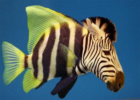 Fish in a new pond! | Office Zebra