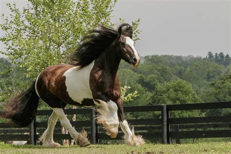 Gypsy Vanner Horse Running, Crestwood Photograph by Adam Jones - Pixels