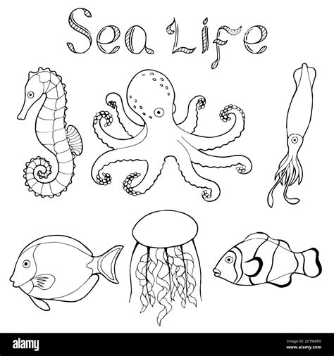 Sea life fish graphic art black white isolated illustration vector Stock Vector Image & Art - Alamy