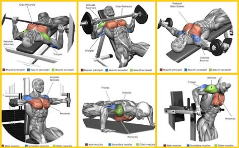 What Are the 6 Best Exercises For Quickly Building Your Chest Muscles? Add Inches in Minutes ...