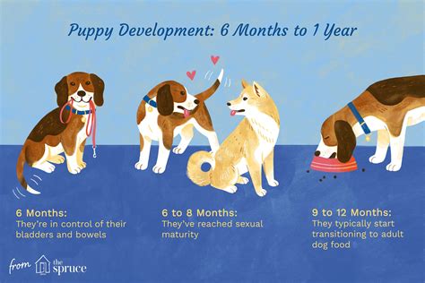 Puppy Development From 6 Months to 1 Year