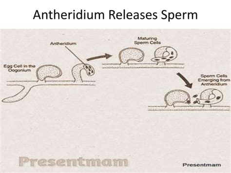 Vaucheria Life Cycle | PPT