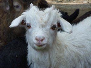 Cashmere goat kid in Mongolia | Cute animals, Angora goats, Animals