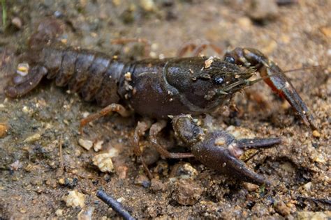 White-clawed crayfish | Tyne Rivers Trust