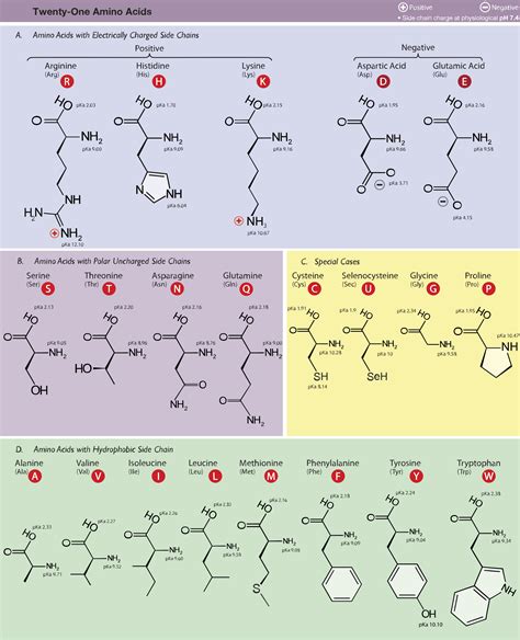 Amino Acids & Polypeptide Chains — Structure & Synthesis - Expii