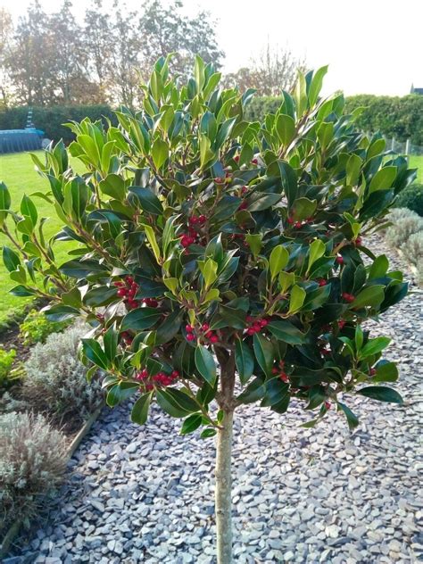 Majestic Large 140-150cm Alaska Holly Tree Standard covered in Berries ...