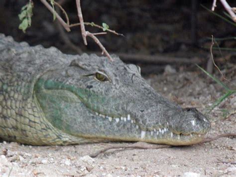 Boat Ride Across Crocodile-Infested Lake - Business Insider