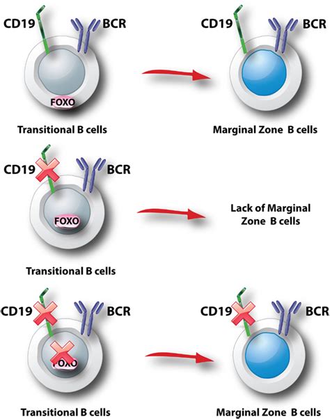 Antigens, cd19; CD19 Antigens