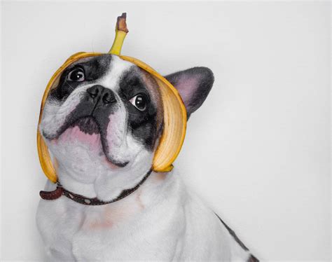 Can Dogs Eat Banana? 4 Amazing Health Benefits From Bananas